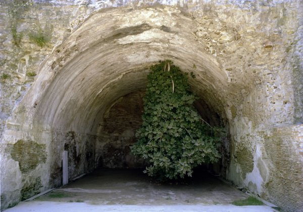 L'albero capovolto - foto di Salvatore Esposito L'albero capovolto - foto di Salvatore Esposito